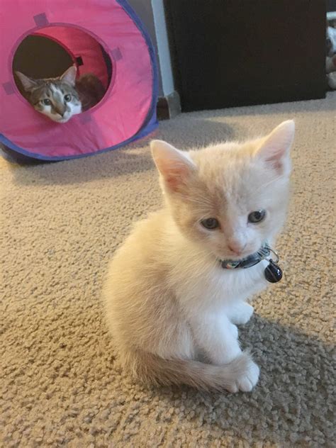 Cockatiel Babies NORWALK 22 pic. . Kittens craigslist ct